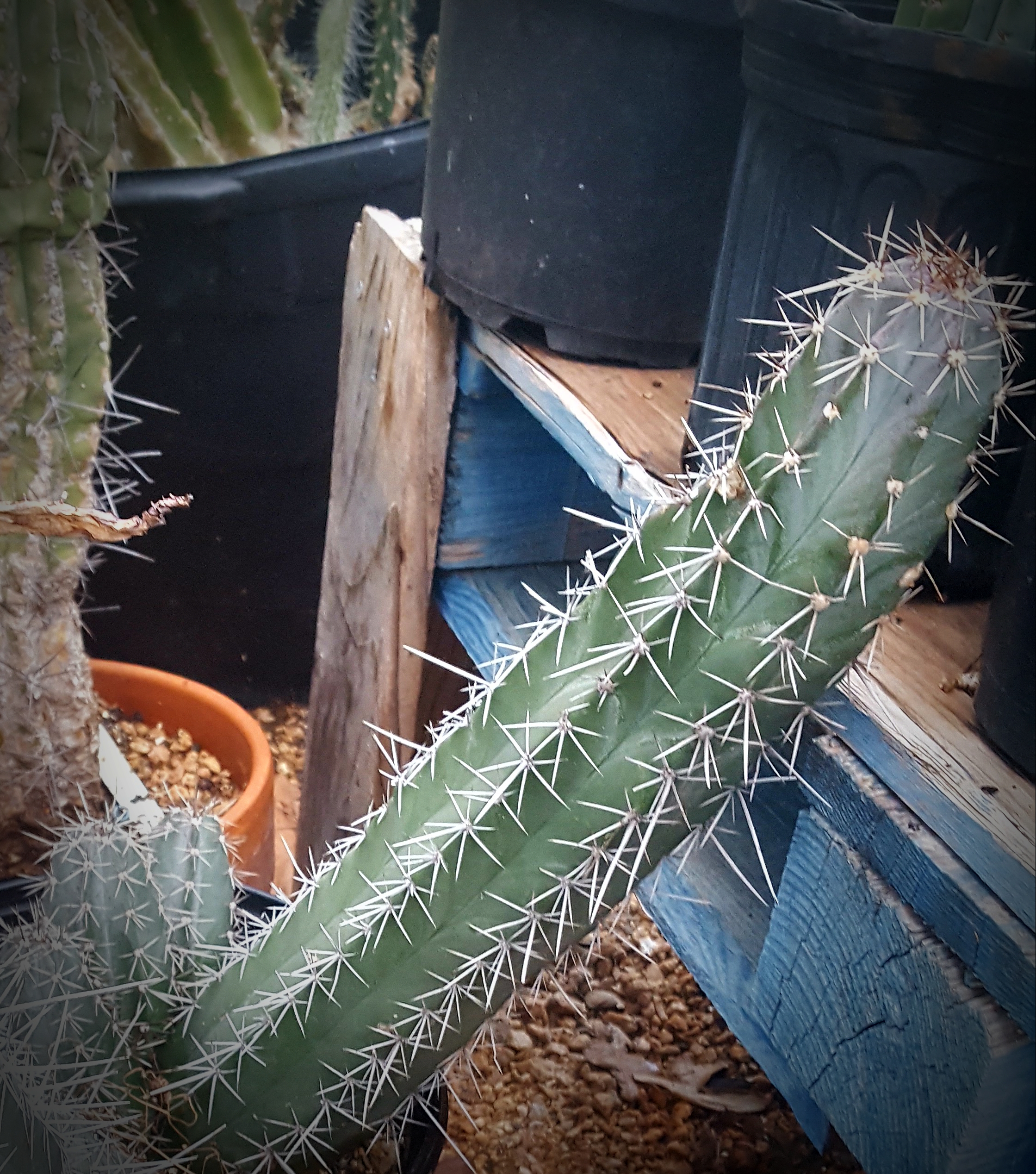fat cactus